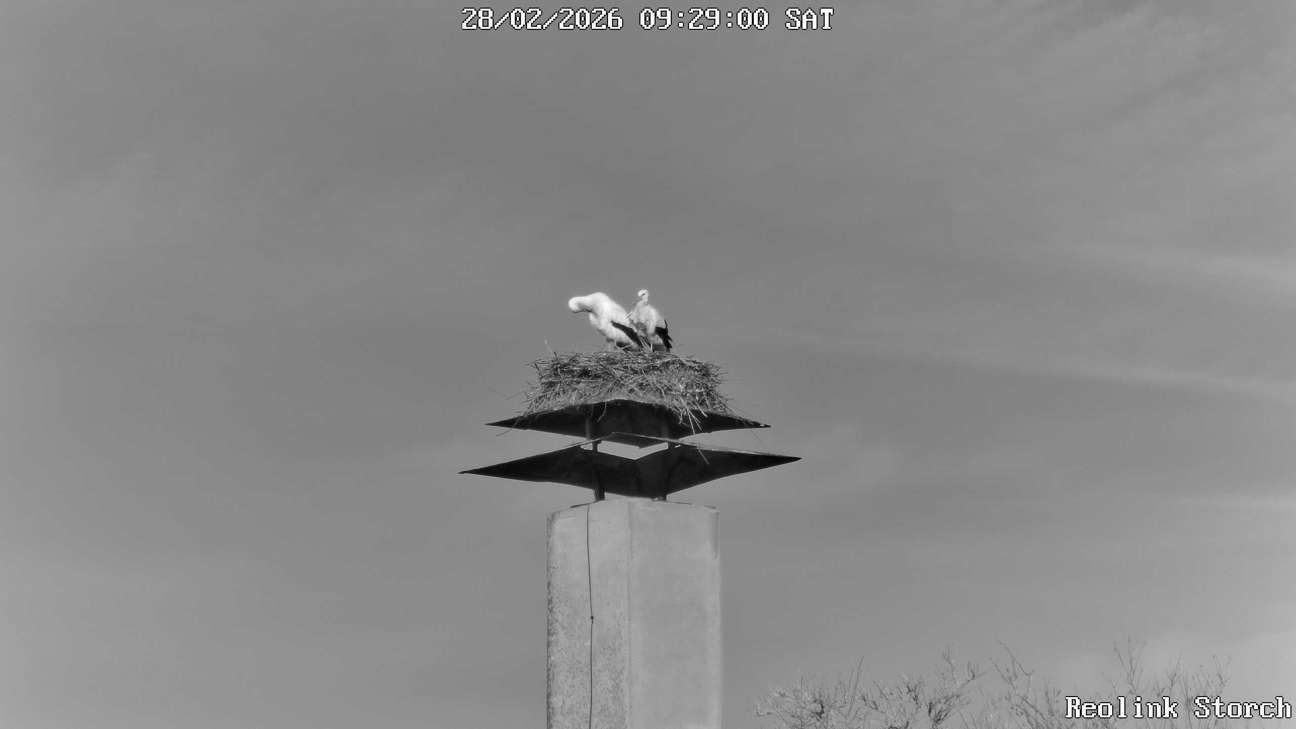 Storchencam Bild